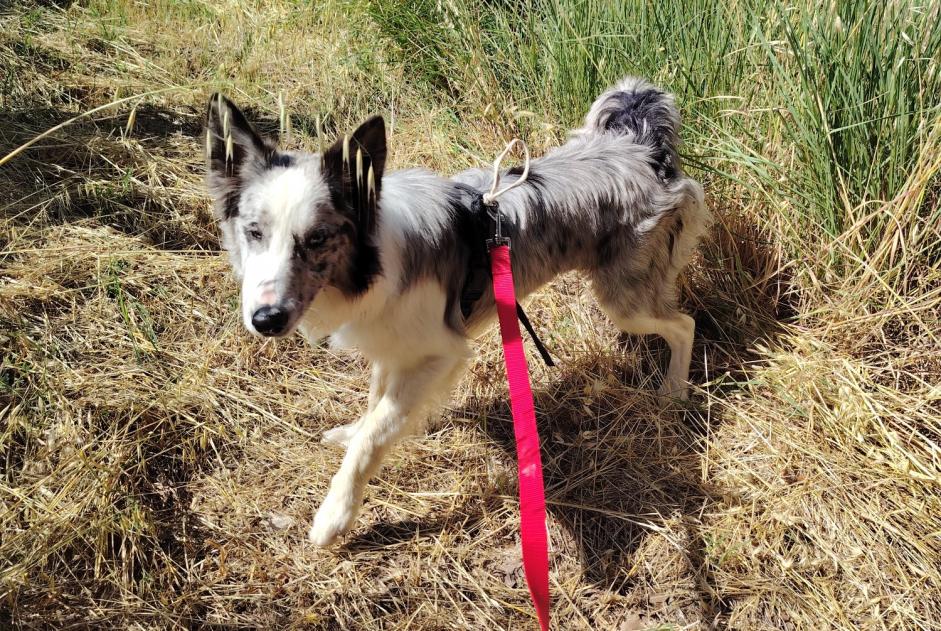 Alerta de Hallazgo Perro Macho Gigondas Francia Alerta de Hallazgo Perro Macho Gigondas Francia
