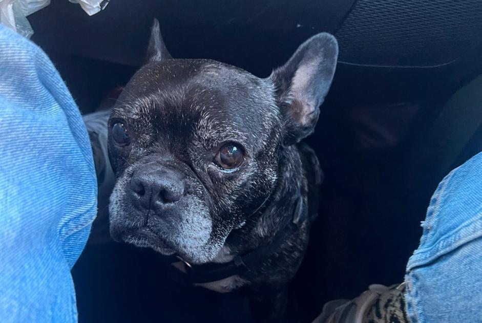 Alerta de Desaparición Perro Hembra , 12 años Auribeau Francia Alerta de Desaparición Perro Hembra , 12 años Auribeau Francia