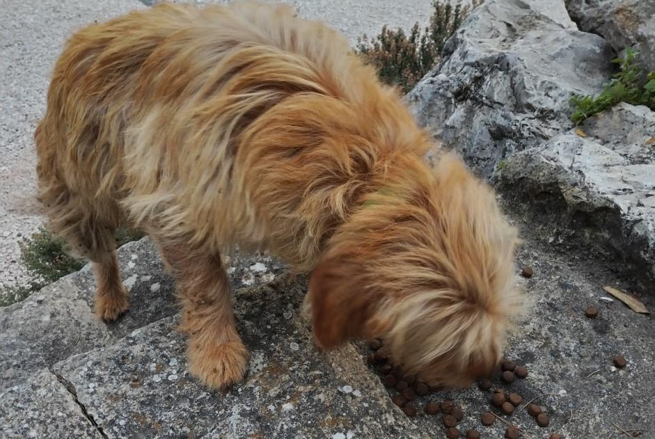 Alerta de Hallazgo Perro Desconocido Caromb Francia Alerta de Hallazgo Perro Desconocido Caromb Francia