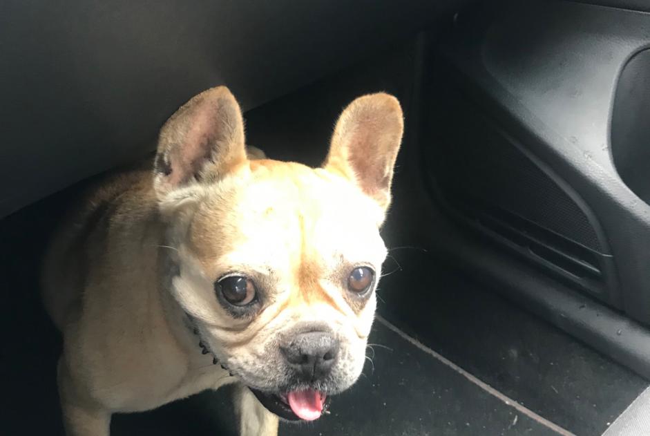 Alerta de Hallazgo Perro Hembra Avignon Francia Alerta de Hallazgo Perro Hembra Avignon Francia