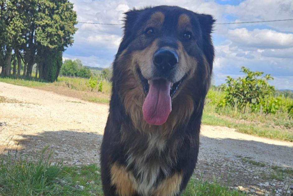 Alerte Découverte Chien croisement  Mâle Cairanne France