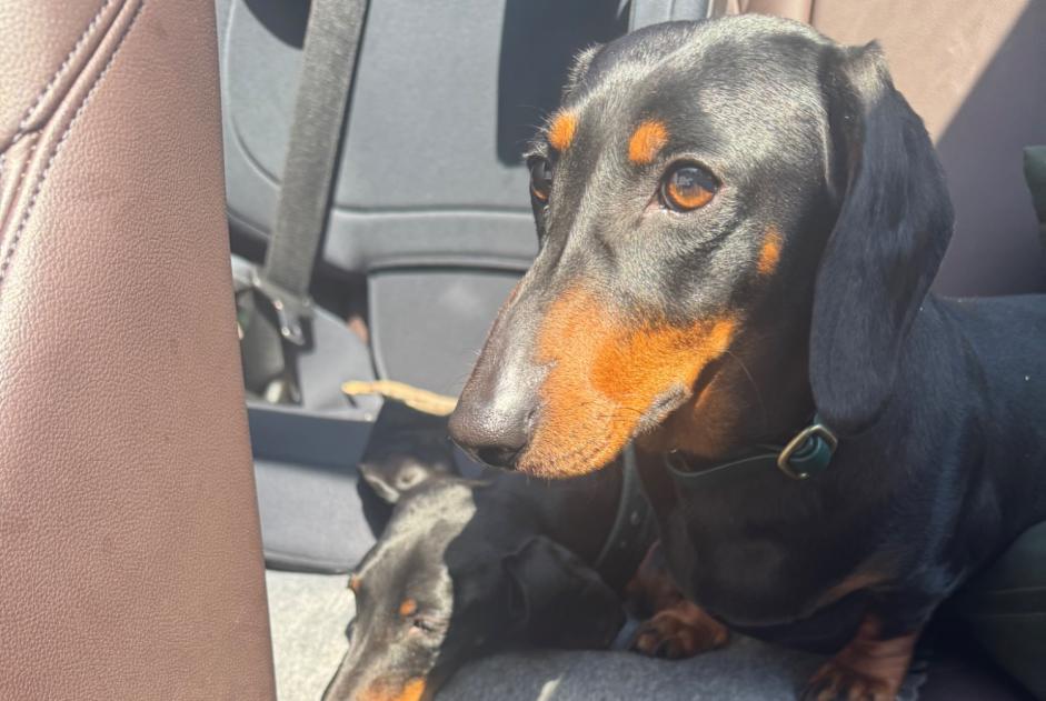 Alerte Disparition Chien  Femelle , 3 ans Robion France