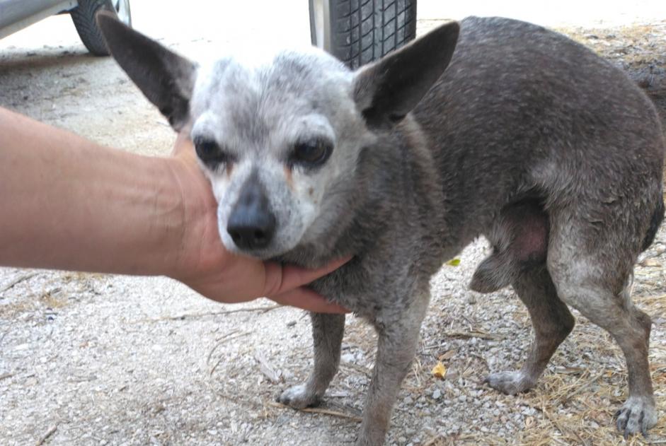 Alerta descoberta Cão Macho , 8 anos Sorgues France Alerta descoberta Cão Macho , 8 anos Sorgues France